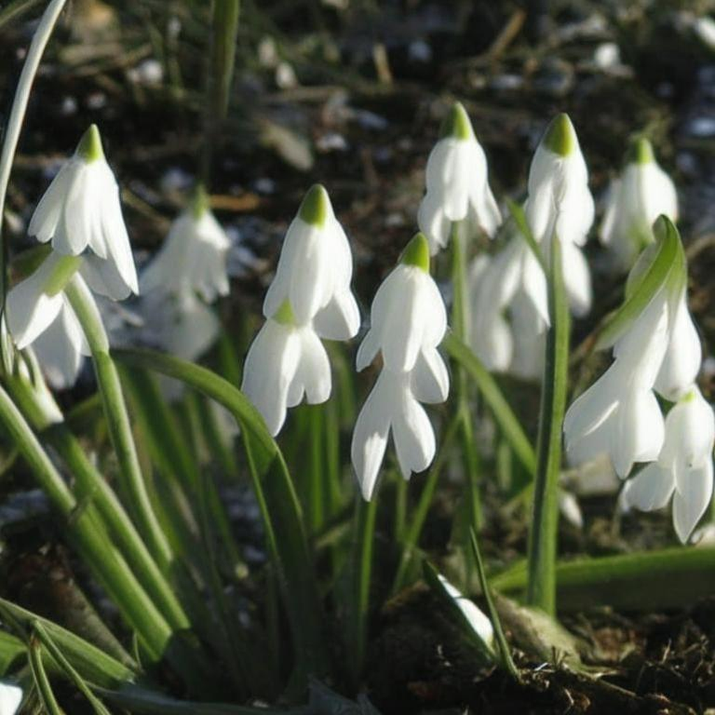 Как ароматерапия формирует психологический уют: влияние запахов на наше настроение и создание гармоничного пространства.